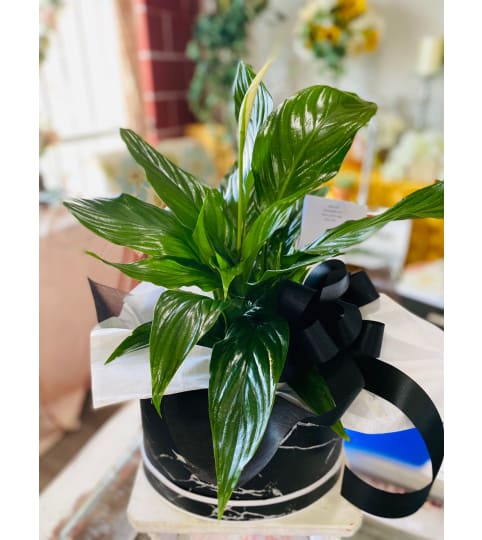 PEACE LILY ELEGANCE