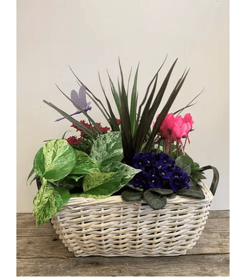 Large Wicker Basket planter