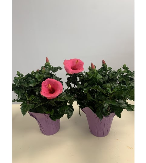 6" Hibiscus Plant