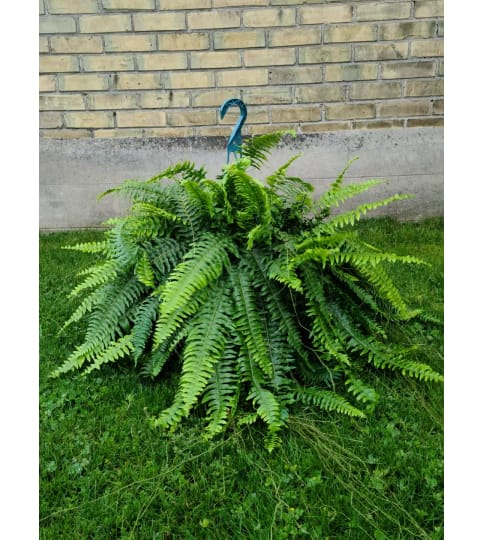 Lush Boston Fern - 10 Hanging Basket. An arrangement by Mount Brydges Floral Design.
