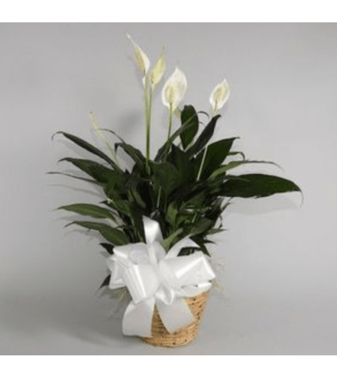 Small Potted Peace Lily