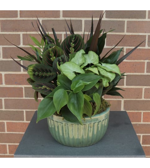 Porcelain Dish Garden. An arrangement by Flower Stop.