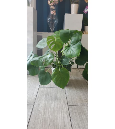 Low Monstera Plant