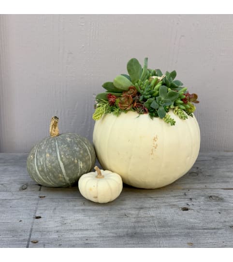 Succulent Pumpkin