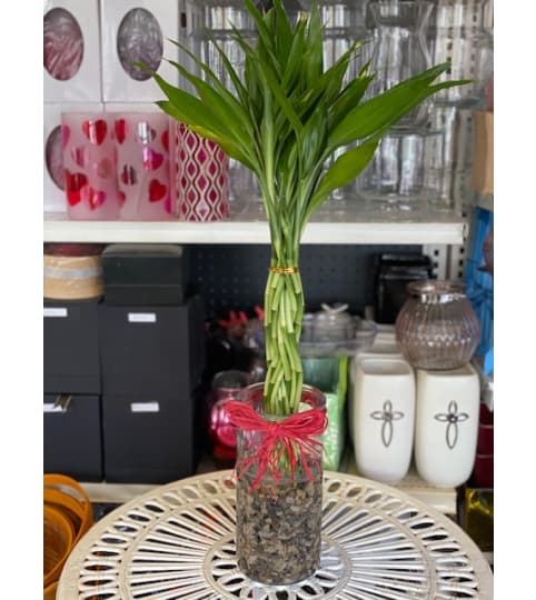 Special Lucky Bamboo for good lucky and good health. An arrangement by Flamingo Floral and Gifts.