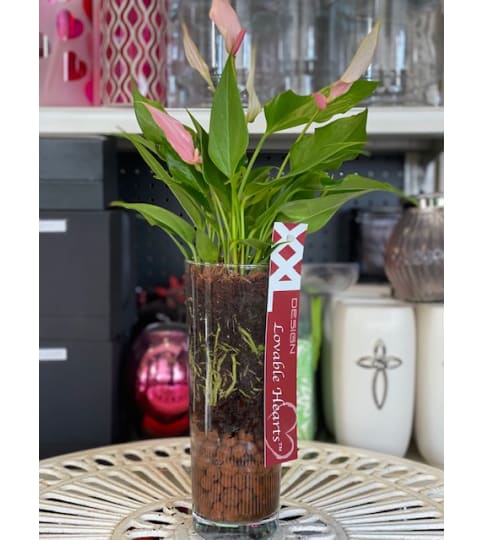 beauty with the pink or red Anthurium Plant