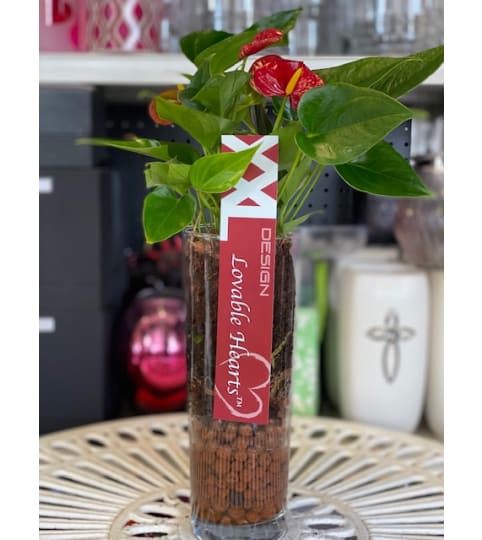 beauty with the pink or red Anthurium Plant. An arrangement by Flamingo Floral and Gifts.