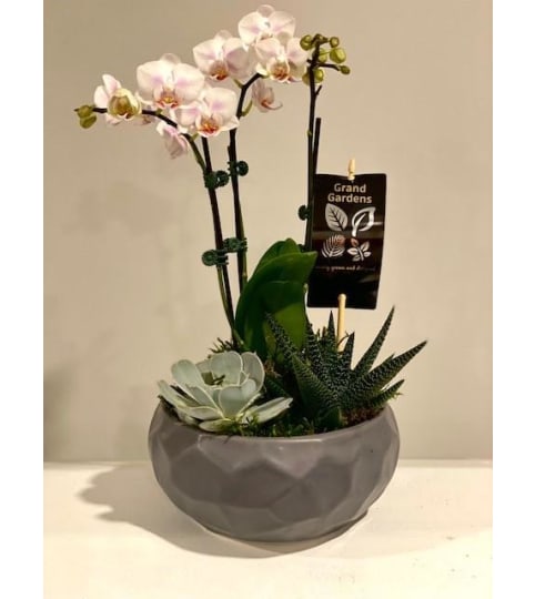 mixed orchid planter with succulents