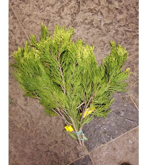 Incense Cedar