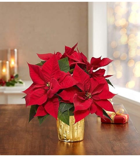 The Red Christmas Poinsettia