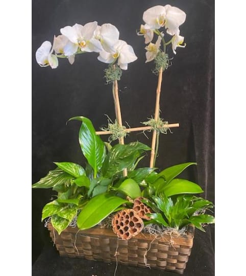 Orchid planter basket