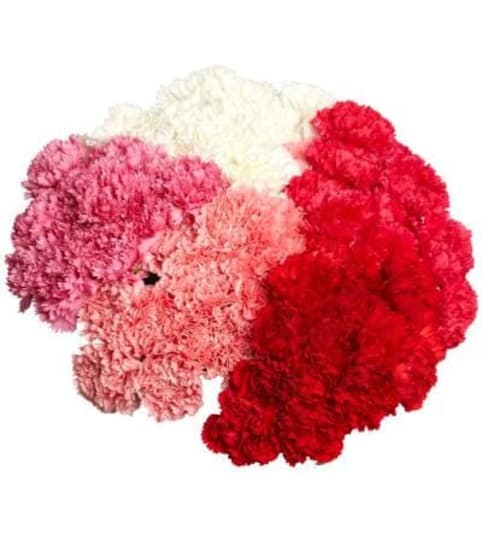 Romantic Carnation Handtied Bouquet- deluxe 18 carnations- premiu