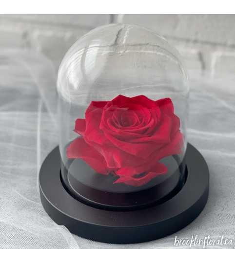 Enchanted Rose (Classic Red)