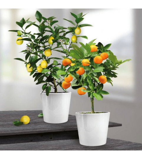 Asian Citrus Tree