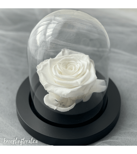 Enchanted Rose (White)