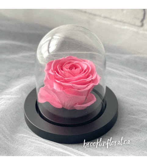 Enchanted Rose (Pink Nectar)