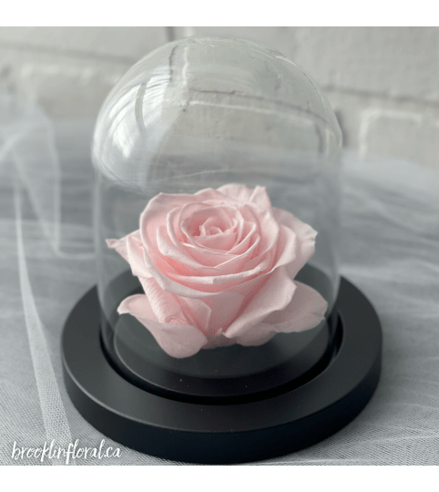 Enchanted Rose (Soft Pink)