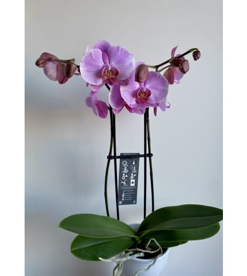 Double Spike Potted Orchid. An arrangement by Country Garden Floral Boutique.