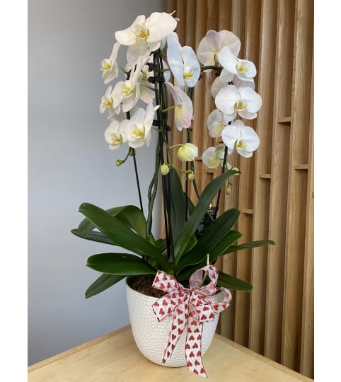 White Orchid Trifecta