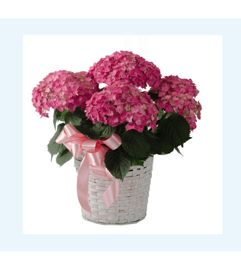 Lovely blooming hydrangea