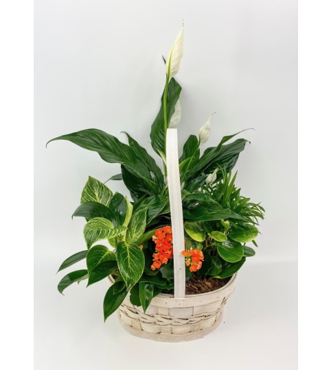 Tropical Basket Planter. An arrangement by Hillcrest Florist.
