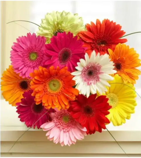 12 Mini Gerberas for Mom's Day