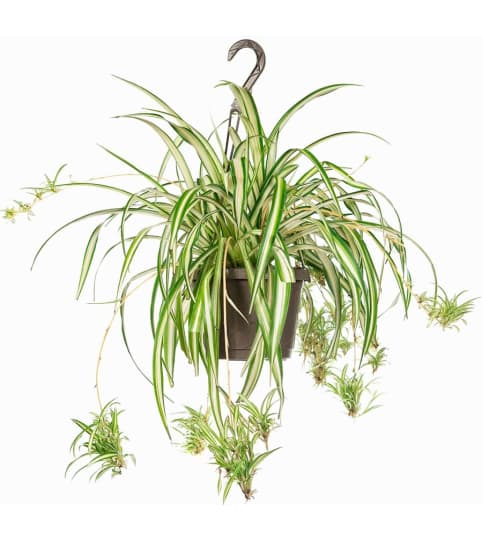 Perfect Spider Plant Hanging Basket. An arrangement by Triple A Florist.