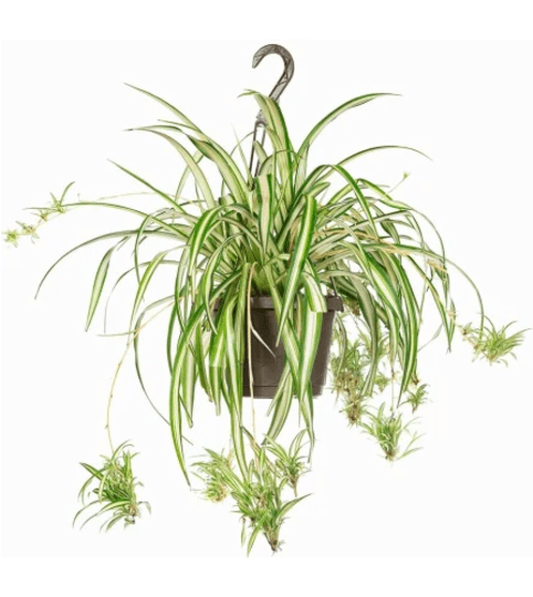 Perfect Spider Plant Hanging Basket-M