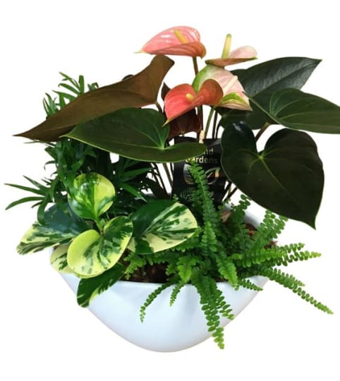 Large EileenTropical Planter