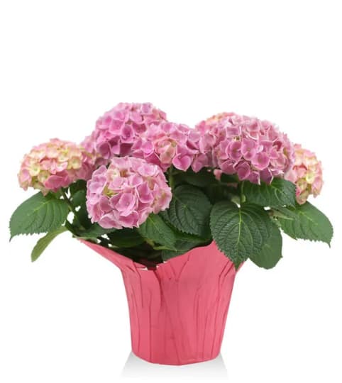 LIVIN IN PINK HYDRANGEA PLANT