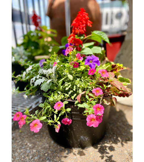 Handled Galvanized Bucket Planter