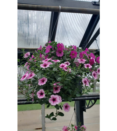 Hanging Basket for Sun