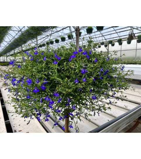 HANGING BLUE LOBILIA PLANT