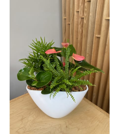 Anthurium Planter With Tropical Greens, White Ceramic Pot