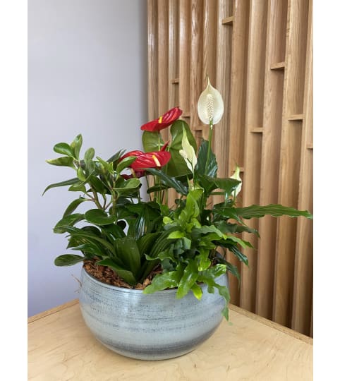 Anthurium & Peace Lily Planter