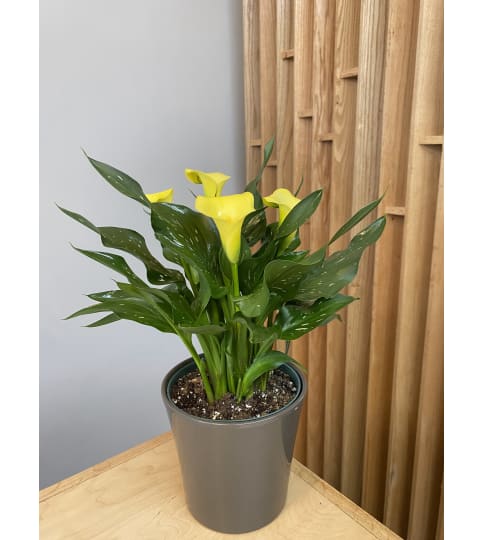 Calla Lilly Plant In A Ceramic Pot