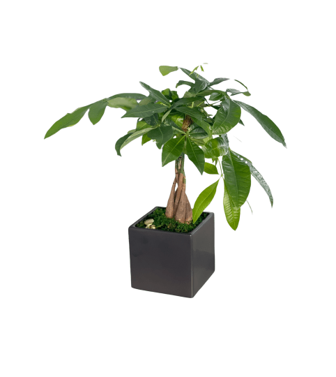 Amazing Money tree plant