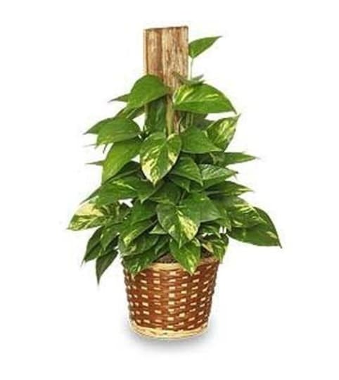 Pothos Plant With Pole In a Basket