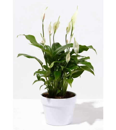 Peace Lily Serenity. An arrangement by Tallevast Florist.