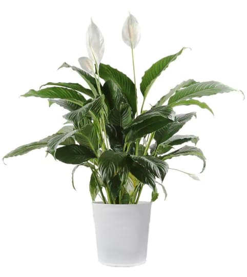 Peace Lily Sympathy. An arrangement by Tallevast Florist.