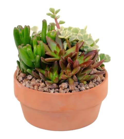 succulent garden  round