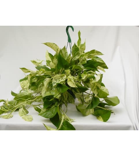 hanging verigated pothos