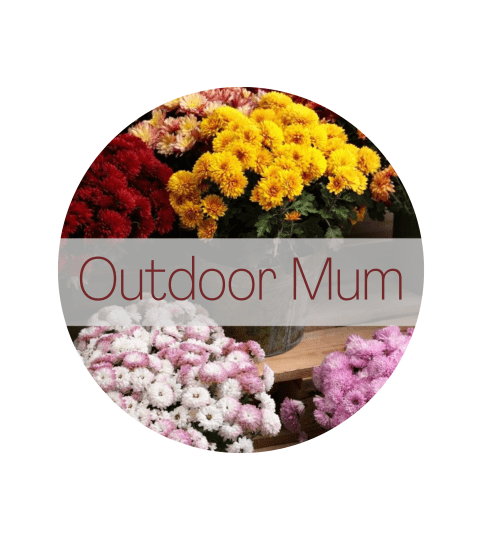 A Outdoor Mum (colors may vary). An arrangement by Sueppel's Flowers.