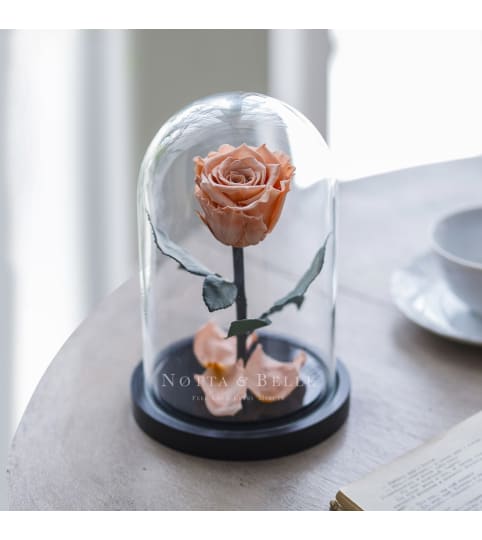 Peach Rose Dome