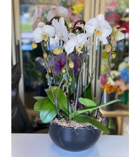 Double Size Large Orchids