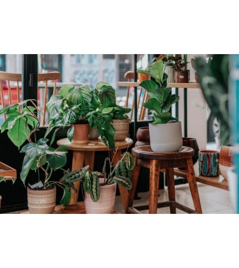 designer choice houseplant. An arrangement by Dupree's Root 88 Garden Center and Florist.