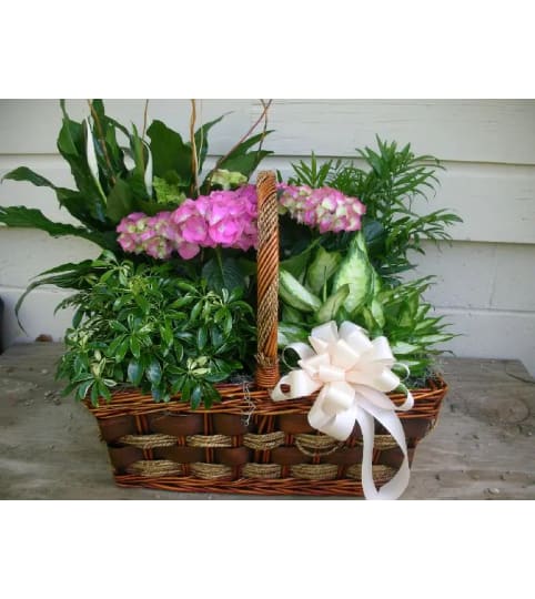 Living Basket Arrangement. An arrangement by Dupree's Root 88 Garden Center and Florist.