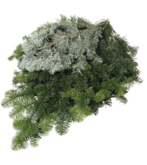 Holiday ''Silver Fir''