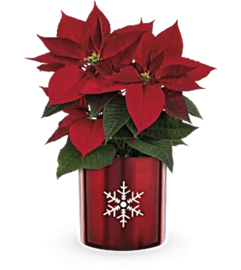 Snowflake Poinsettia