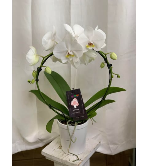 Infinity Orchid Planter